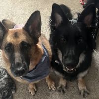 All Paws Vet Clinic ico