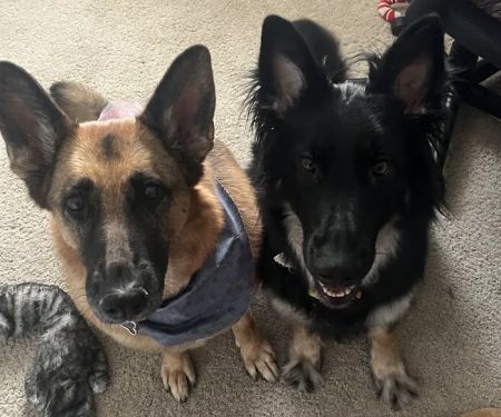 All Paws Vet Clinic