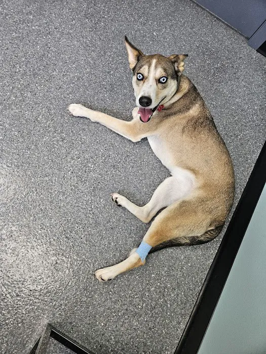 All Paws Vet Clinic Picture 3