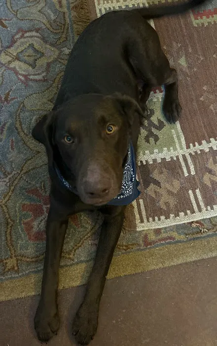 All Paws Vet Clinic Picture 9