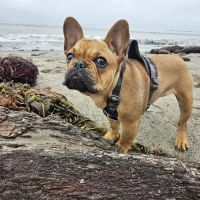 Newberg Veterinary Hospital ico