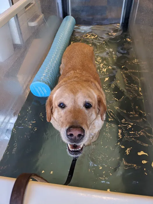 Newberg Canine Rehab Center Picture 2
