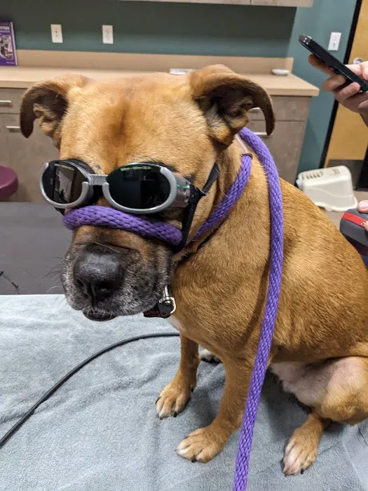 Newberg Canine Rehab Center Picture 3