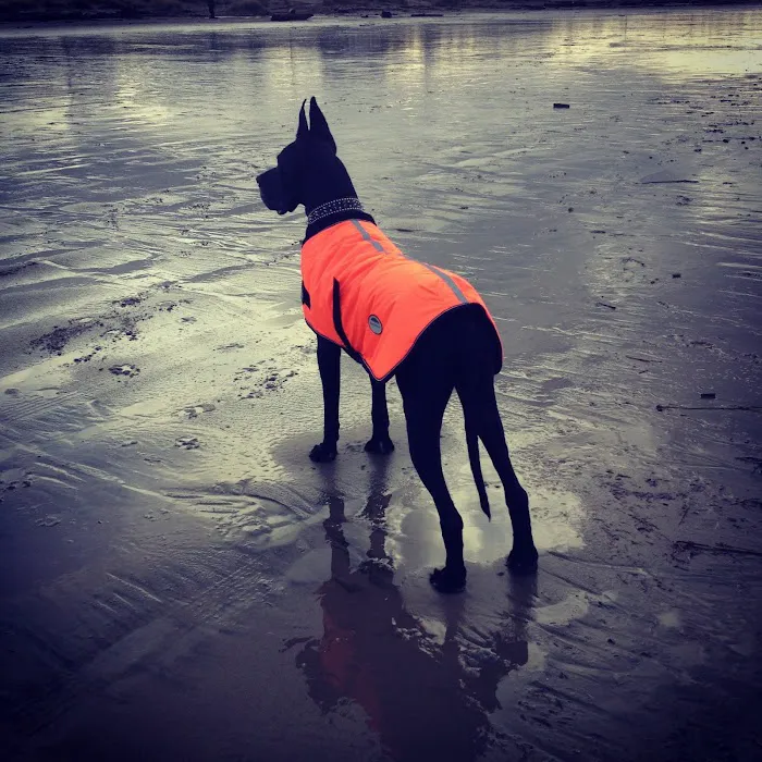 Newberg Canine Rehab Center Picture 7