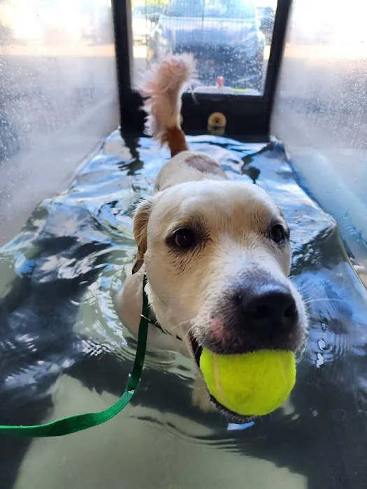 Newberg Canine Rehab Center Picture 10