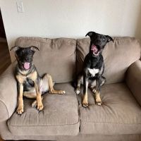 Family Pet Clinic ico