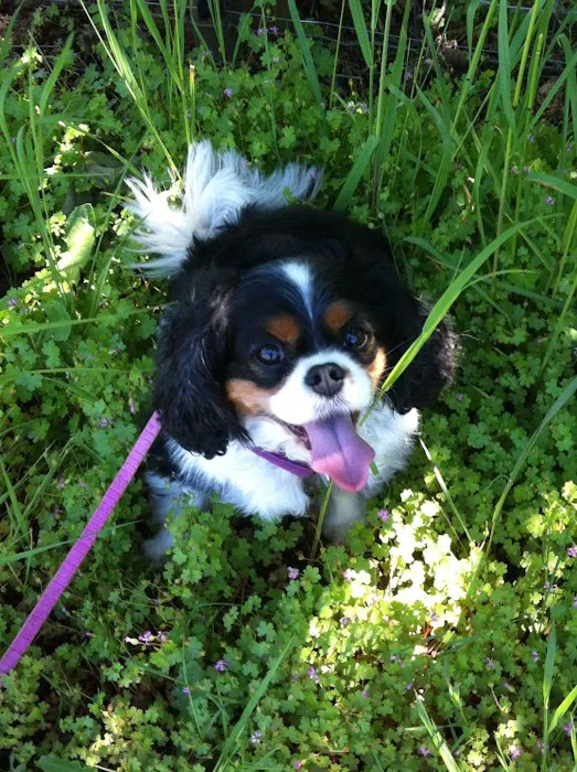 Family Pet Clinic Picture 5