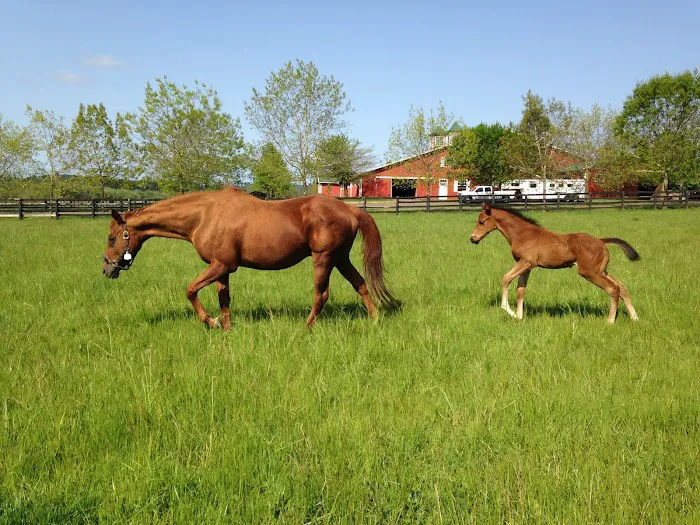 Oakhurst Equine Veterinary Services Picture 2