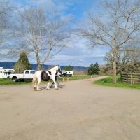 Oakhurst Equine Veterinary Services ico