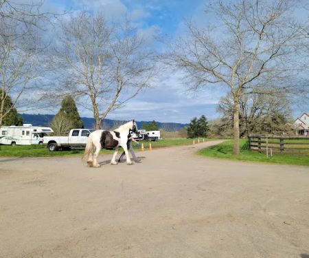 Oakhurst Equine Veterinary Services