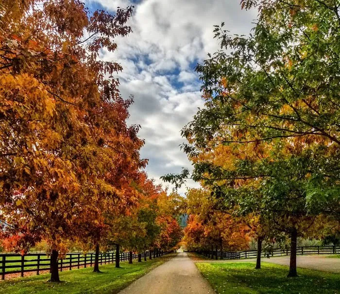 Oakhurst Equine Veterinary Services Picture 4