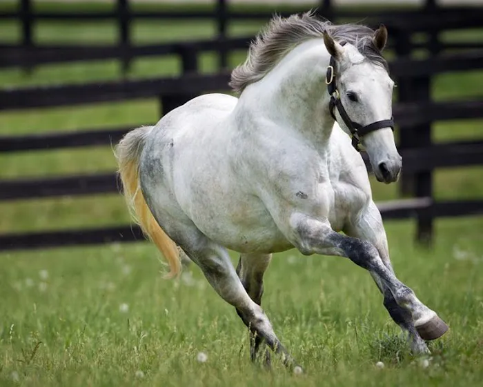 Oakhurst Equine Veterinary Services Picture 3