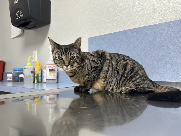 Companion Pet Clinic Picture 1