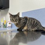 Companion Pet Clinic