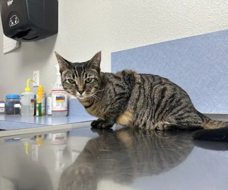 Companion Pet Clinic