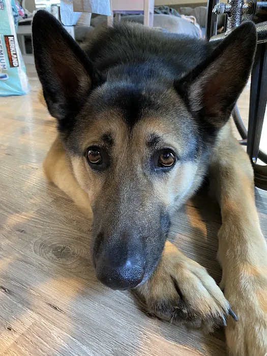 Companion Pet Clinic Picture 5