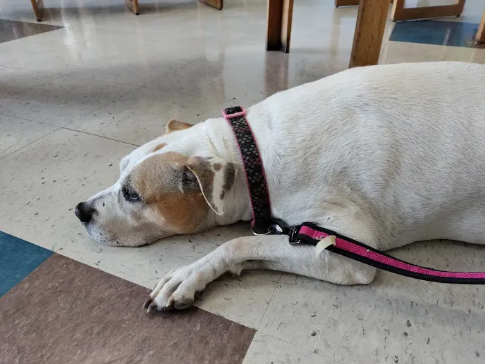 Companion Pet Clinic Picture 4