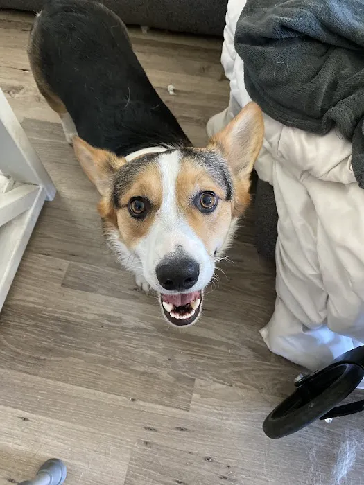 Companion Pet Clinic Picture 10