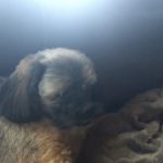 Twin Oaks Veterinary Hospital