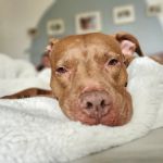 Evergreen Veterinary Hospital