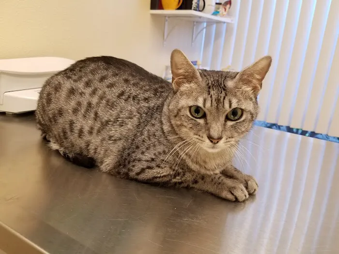 Evergreen Veterinary Hospital Picture 4