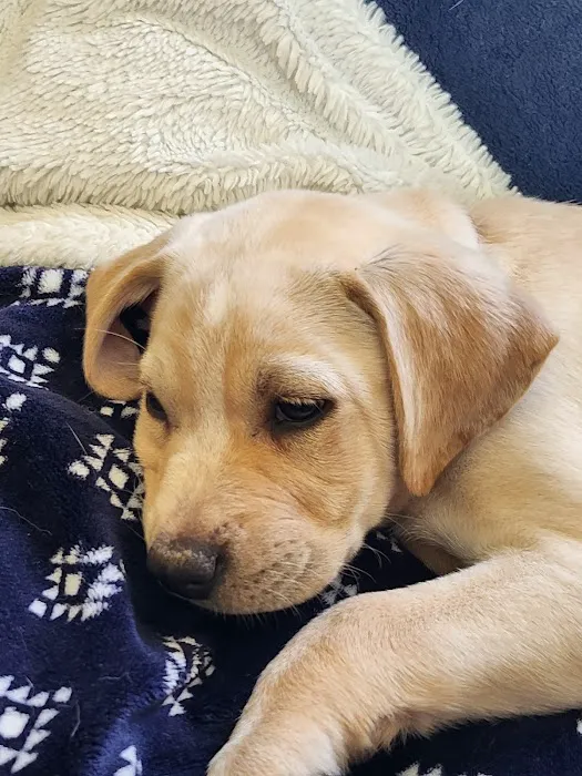 Evergreen Veterinary Hospital Picture 8
