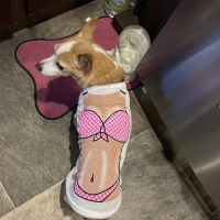 Vetco Total Care Animal Hospital ico