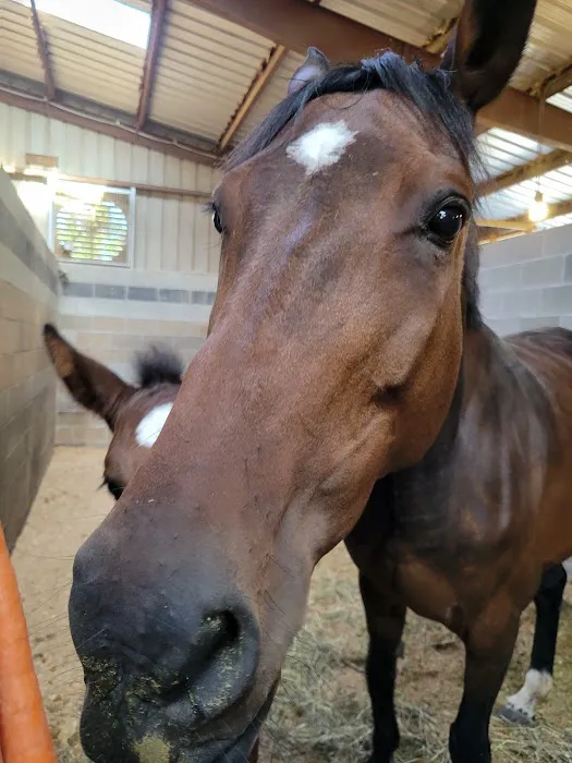 Summit Equine, Inc. Picture 2