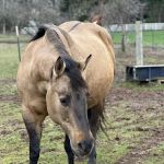 Summit Equine, Inc.