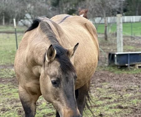 Summit Equine, Inc.