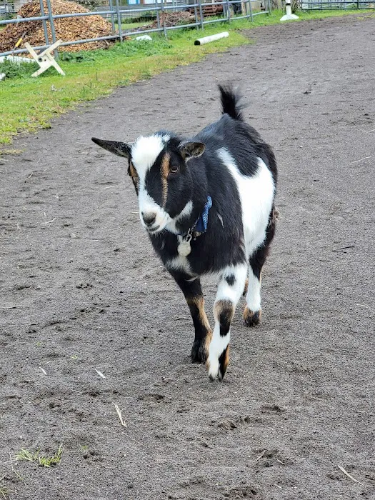 Veterinary Services of Oregon Picture 1