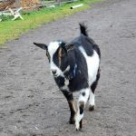 Veterinary Services of Oregon