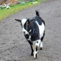 Veterinary Services of Oregon ico