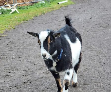 Veterinary Services of Oregon