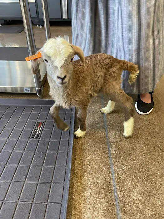 Veterinary Services of Oregon Picture 3