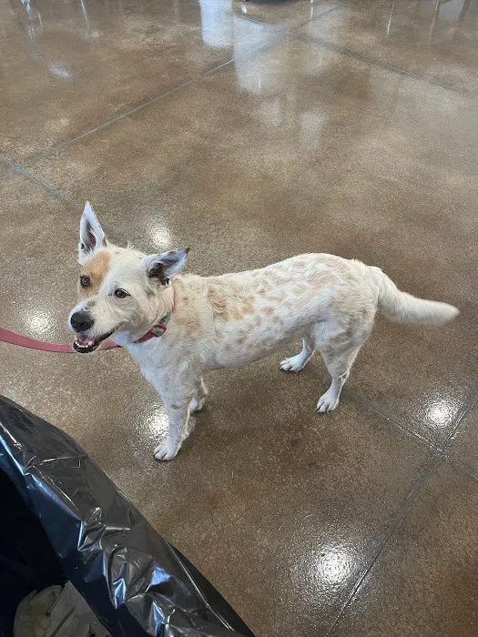 Veterinary Services of Oregon Picture 5