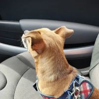 Creekside Veterinary Clinic ico