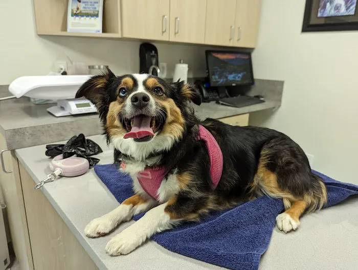 Creekside Veterinary Clinic Picture 4