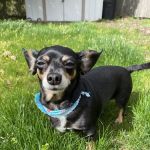 Stayton Veterinary Hospital