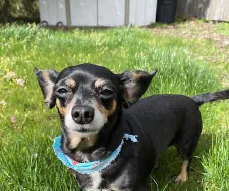 Stayton Veterinary Hospital