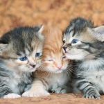 Lundberg Siberians
