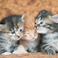 Lundberg Siberians ico