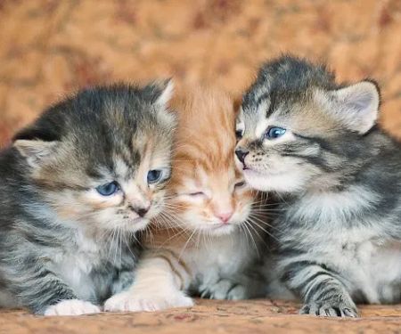Lundberg Siberians