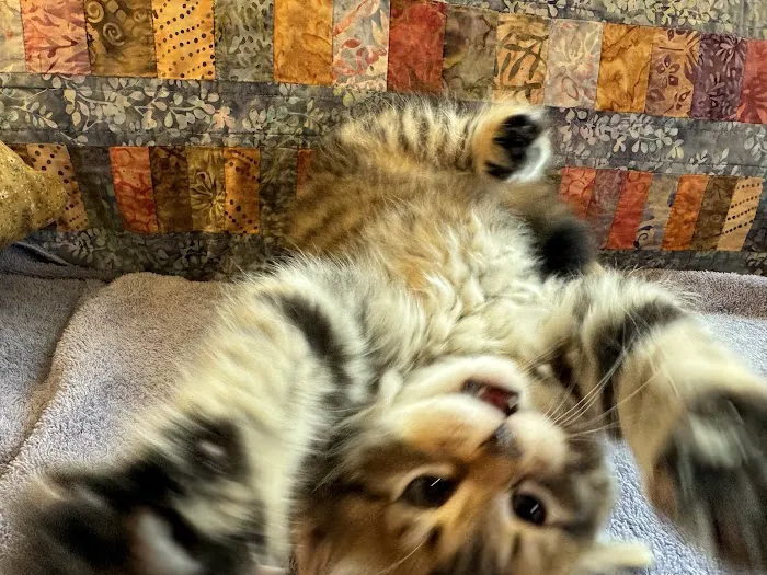 Lundberg Siberians Picture 3