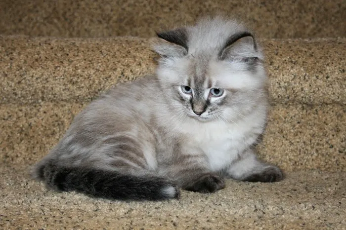 Lundberg Siberians Picture 5