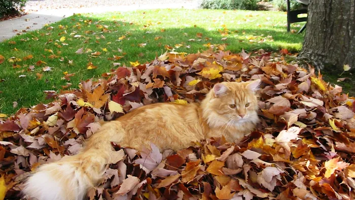 Lundberg Siberians Picture 6