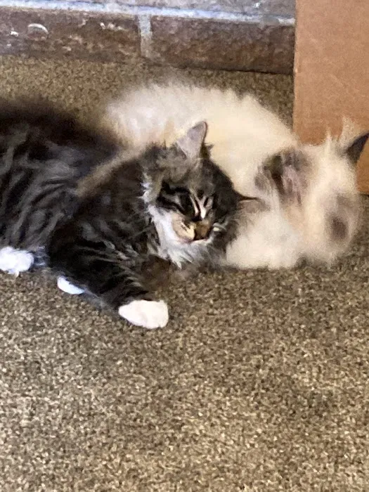 Lundberg Siberians Picture 8