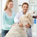 Scio Animal Clinic