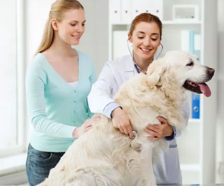 Scio Animal Clinic