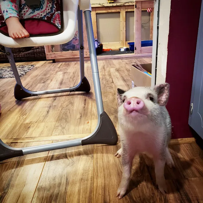 Scio Animal Clinic Picture 4